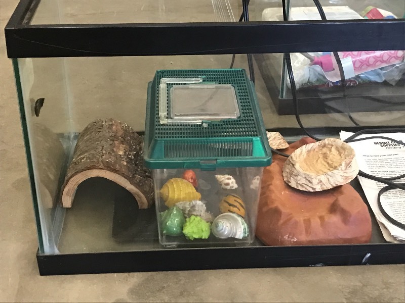 lot 46 image: (2) 12x12x30 Glass Aquariums Wit...