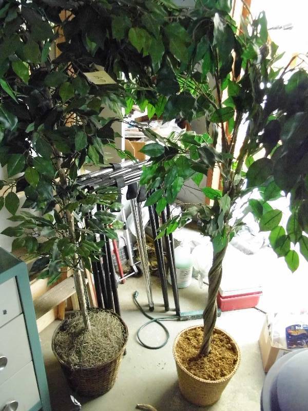 lot 64 image: Lot of 2 Ficus Trees