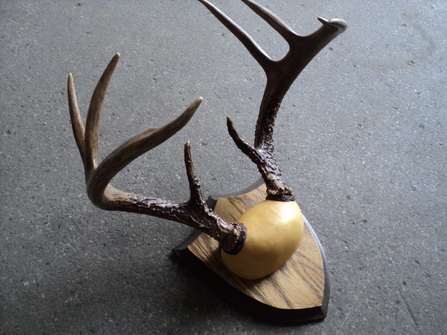 trophy horns...
