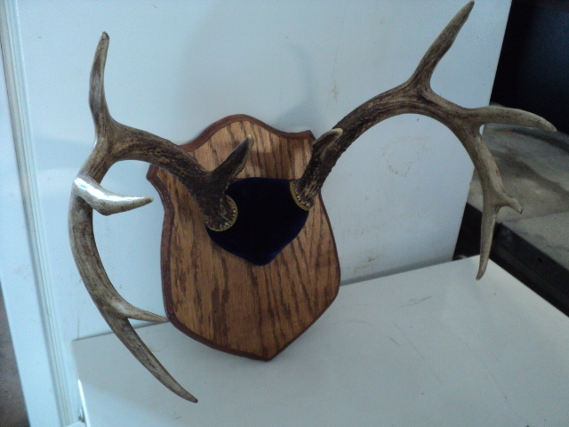 trophy horns...