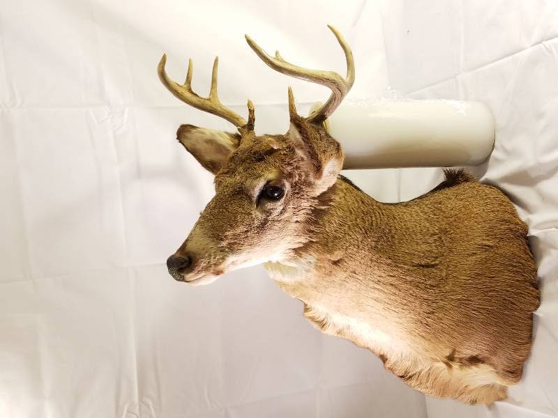 DEER HEAD MOUNT