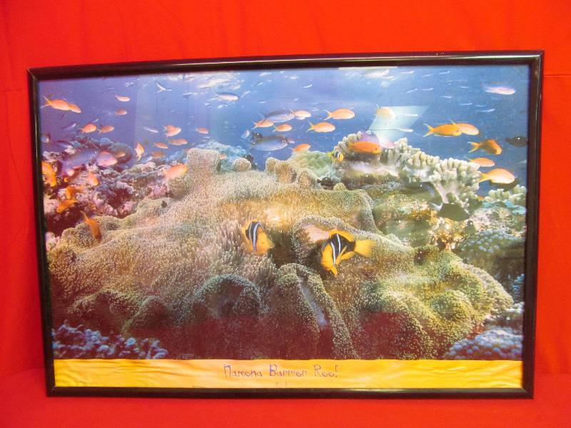 lot 75 image: Framed Namena Barrier Reef Fish 37x25