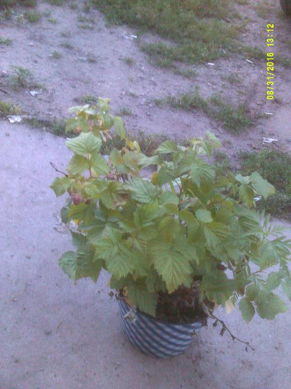 lot 69 image: 20 EVERBARING RASBERRY PLANTS