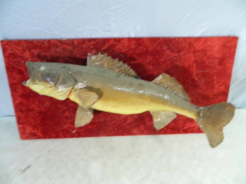 lot 51 image: Mounted Walleye