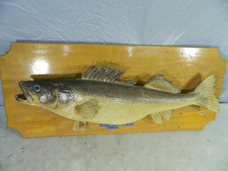 lot 52 image: Mounted Walleye