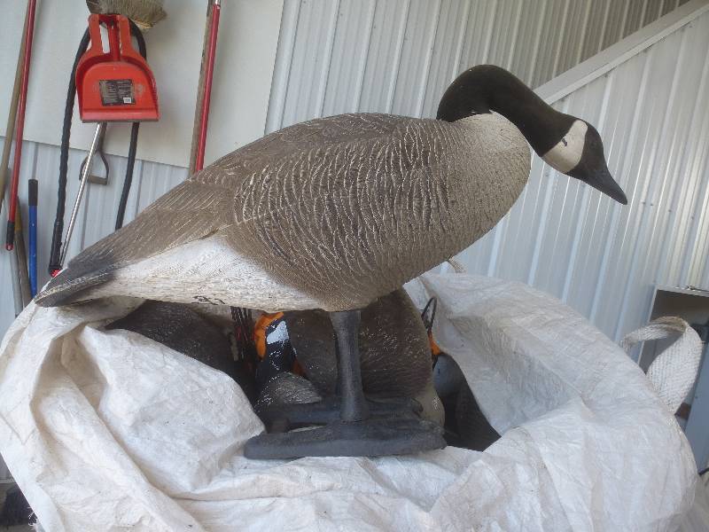 Goose Decoys