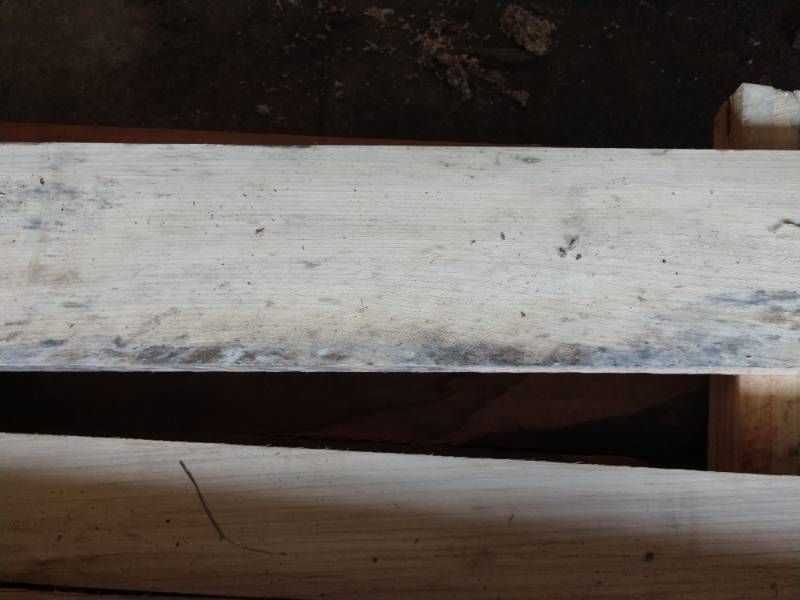 White Elm Boards 1 Inches Thick x 144 inches Long