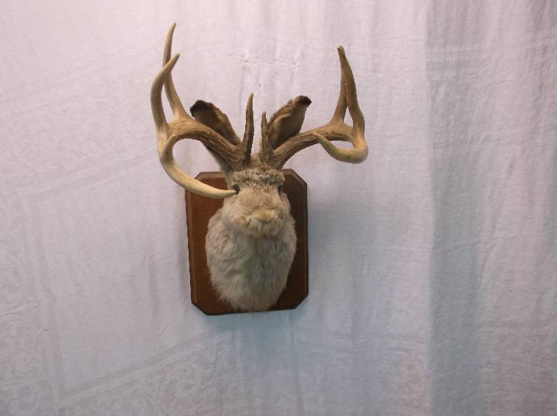Jackalope