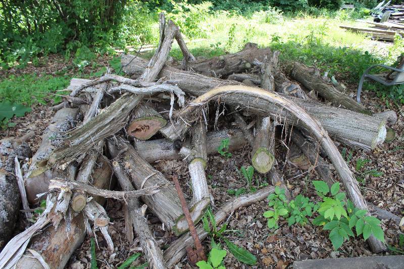 Wood Logs
