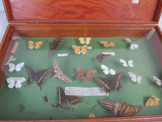 lot 207 image: Vintage Butterfly Specimen Wooden Display Case