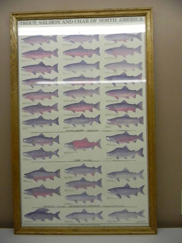 lot 13 image: VINTAGE 1990 TROUT, SALMON AND CHAR OF NORTH AMERICA FRAMED SIGN - APPROX 25 BY 39 - PERFECT MATCH WITH LOT #2 - SEE PICTURES