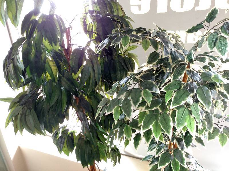 lot 33 image: (2) 6 Fake Plants...