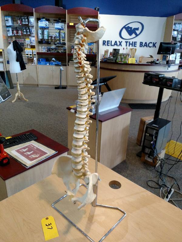 lot 37 image: Human Spine Display with Rack...