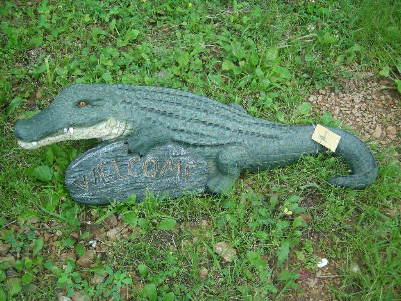 Welcome Alligator