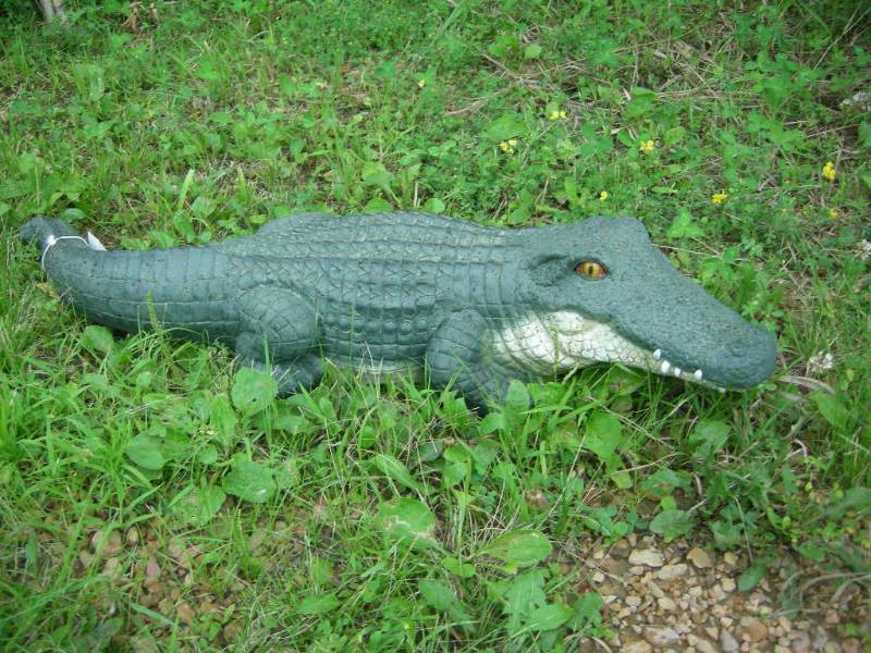 Alligator