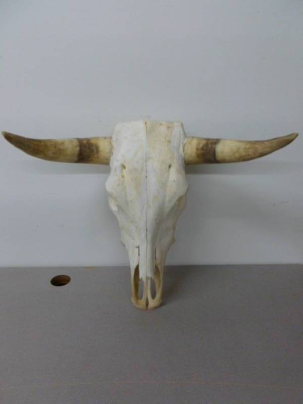 lot 51 image: Bull Skull  With Horns