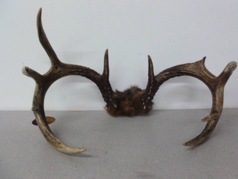 lot 52 image: Deer Antler Rack