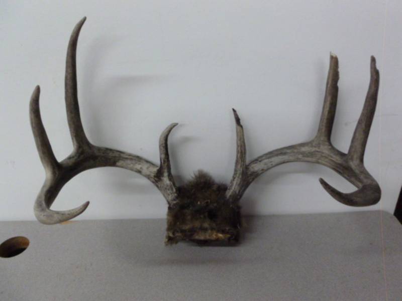 lot 53 image: Deer Antler Rack