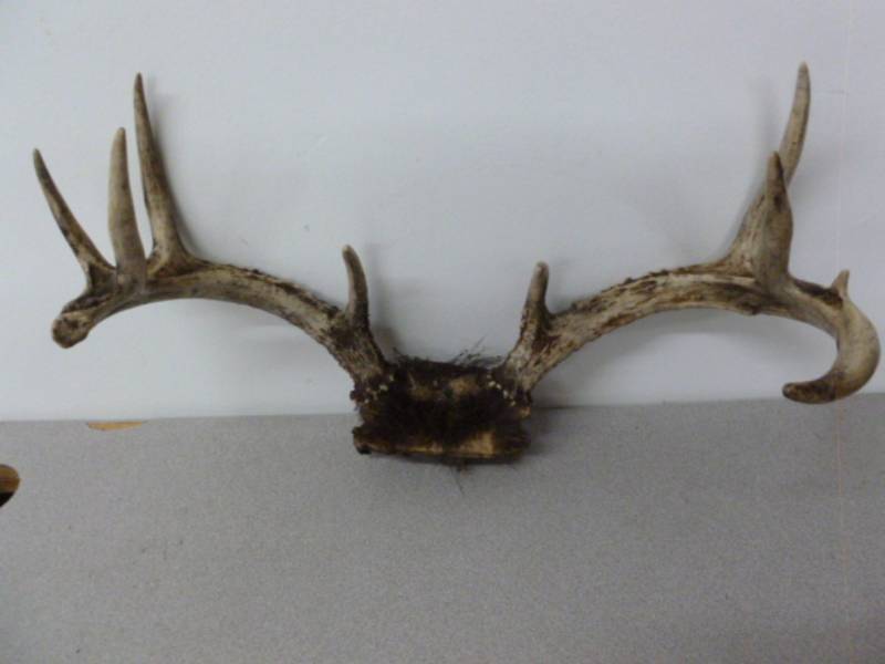 lot 54 image: Deer Antler Rack