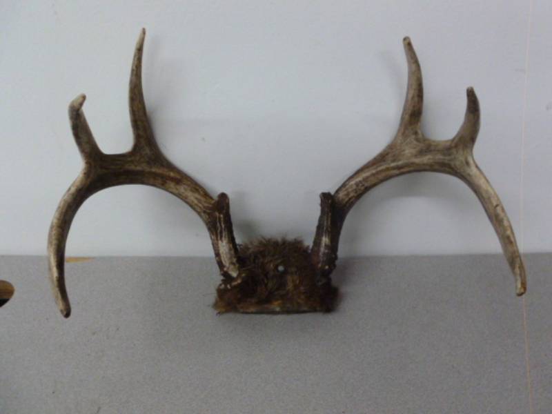 lot 55 image: Deer Antler Rack