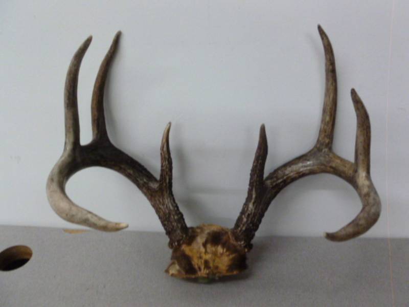 lot 56 image: Deer Antler Rack