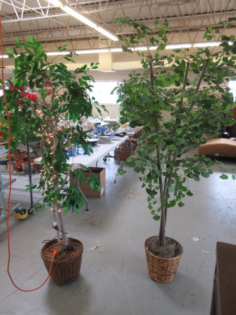 lot 335 image: TWO SILK TREES IN WICKER PLANTERS