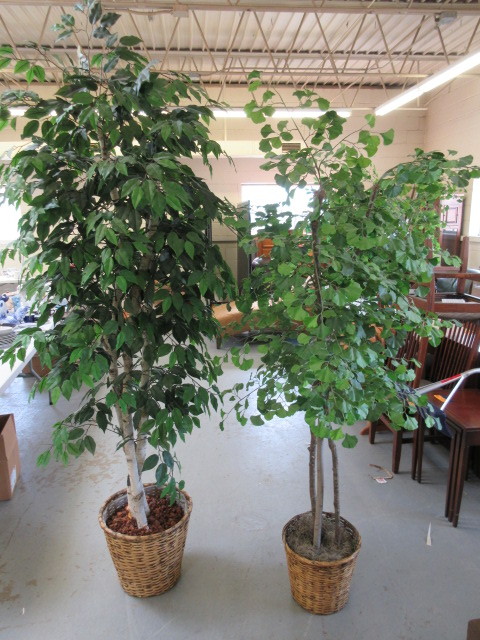 lot 336 image: SILK TREES IN WICKER PLANTERS