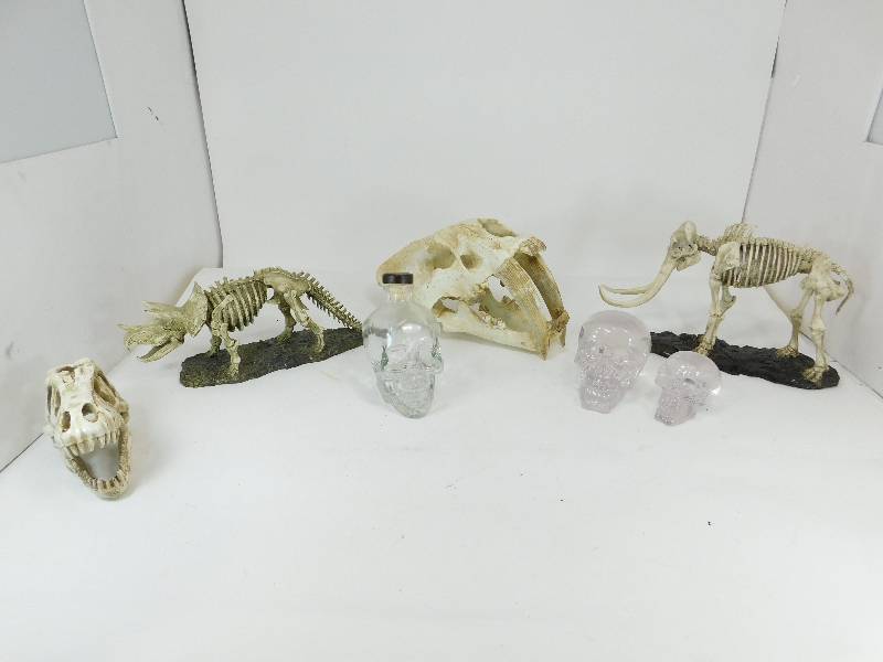 lot 11 image: Three Skeletons And Four Skulls