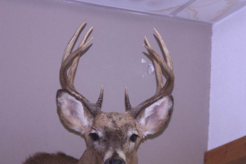 Deer mount