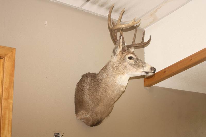 Deer Mount