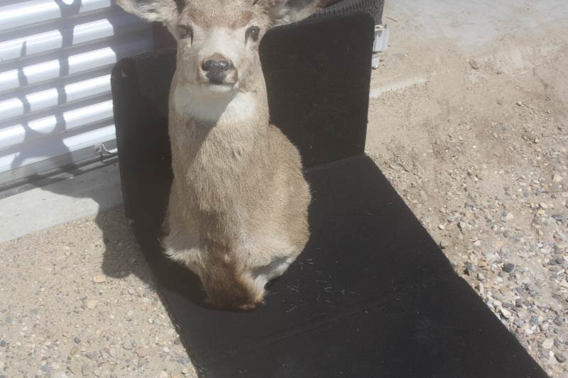 Mule deer mount
