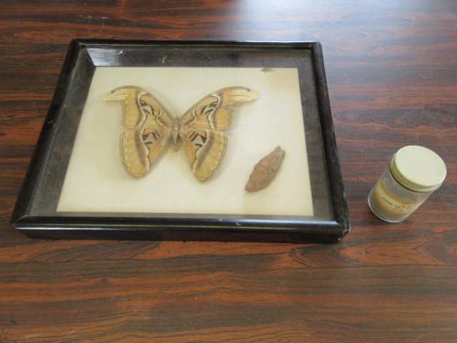 lot 443 image: MT. ST. HELEN 1980 ASH & FRAMED MOTH WITH PUPA