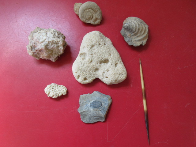 lot 446 image: MISCELLANEOUS FOSSILS AND CORAL