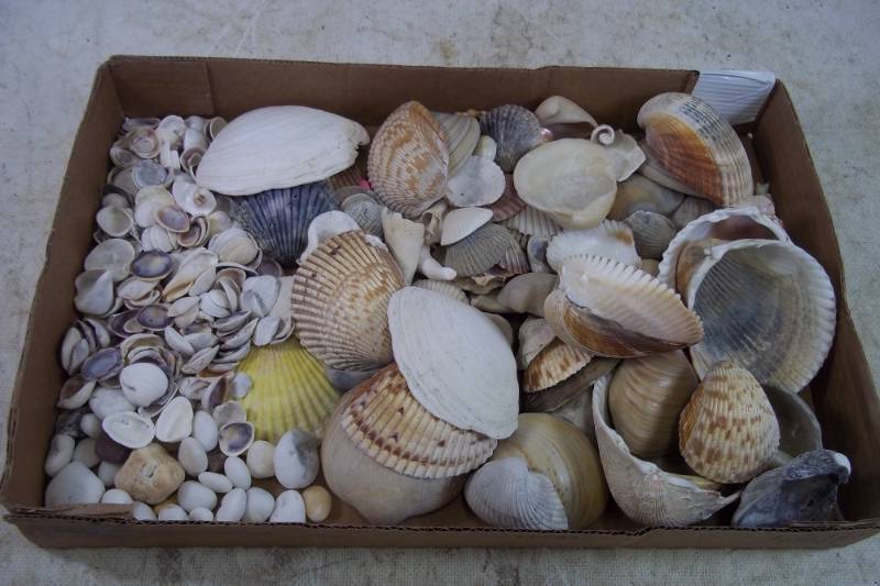 lot 208 image: Flat of Sea Shells