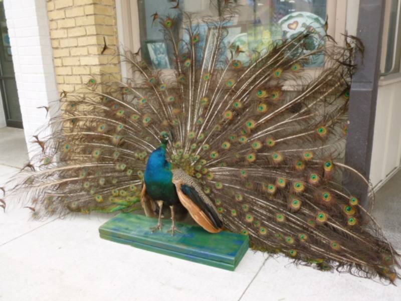 lot 1 image: Large Peacock Bird Mount