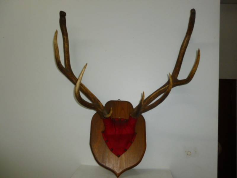 lot 3 image: Elk Antler Rack