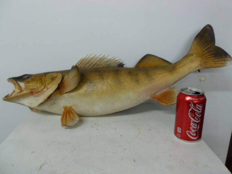 lot 5 image: Walleye Fish Mount