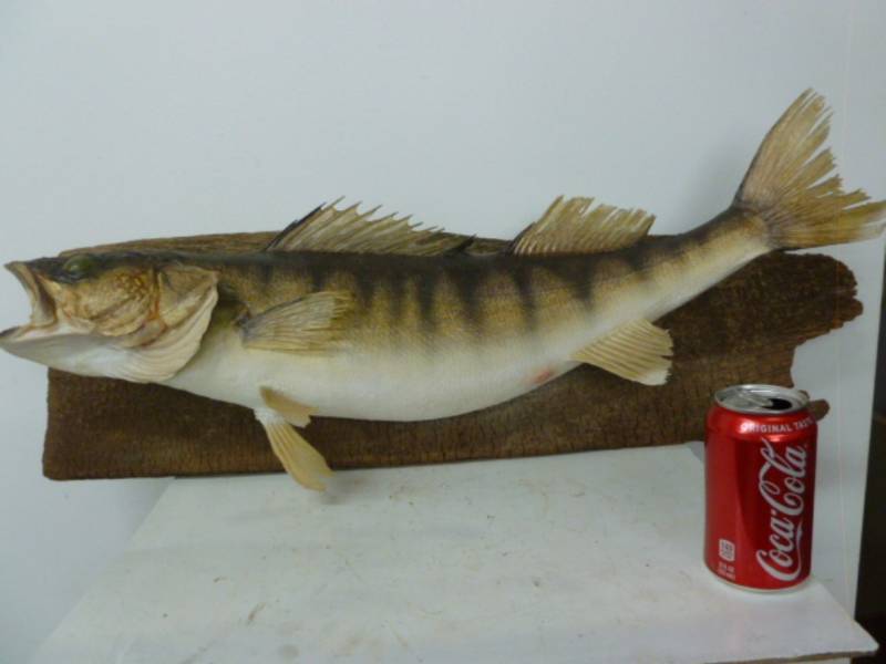 lot 6 image: Walleye Fish Mount