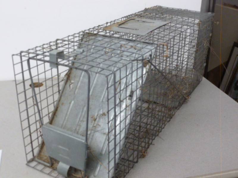 lot 168 image: Live Trap