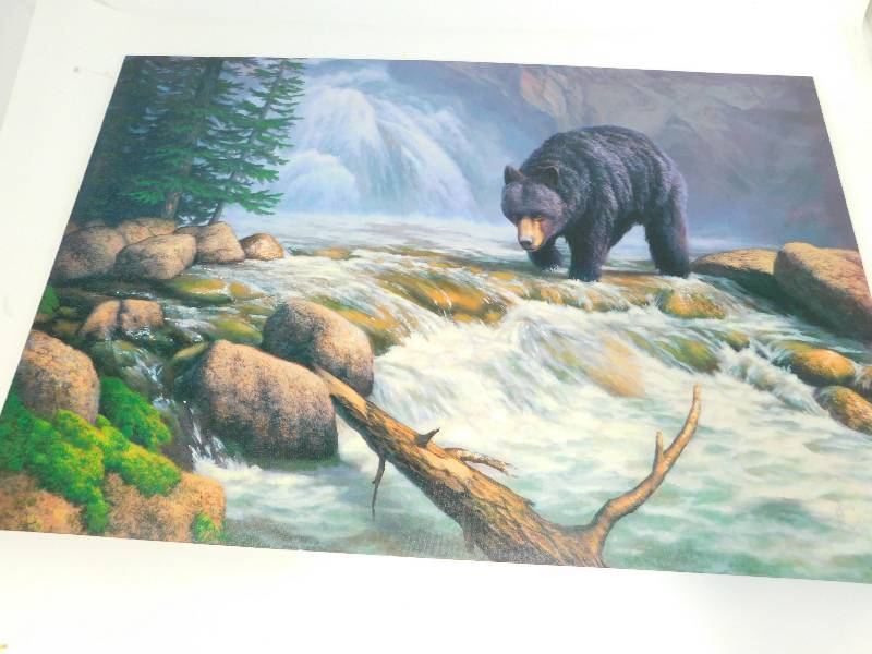 Canvas Print Of Black Bear Territory   By John D Cogan