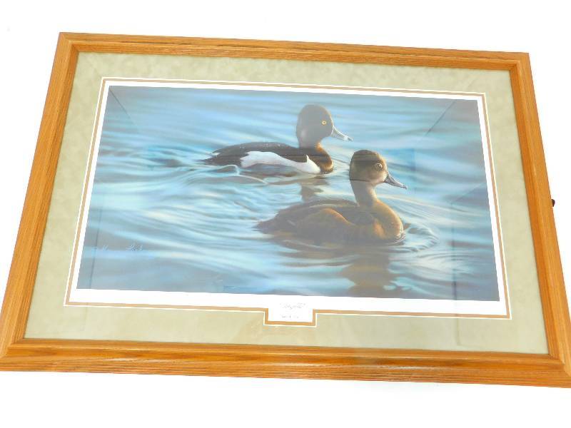 Framed & Matted Picture Of Ringbills  By  Karen Latham