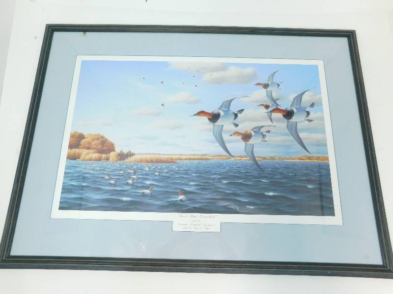Framed & Matted Picture Of Banken Hard-Canvasbacks  By John House