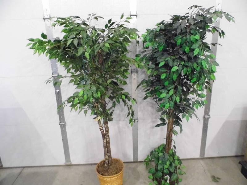 Lot of 2 Ficus Trees