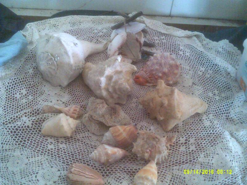 SEA SHELLS