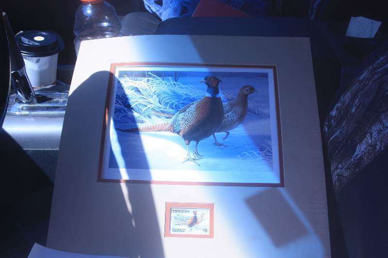 Pheasant print