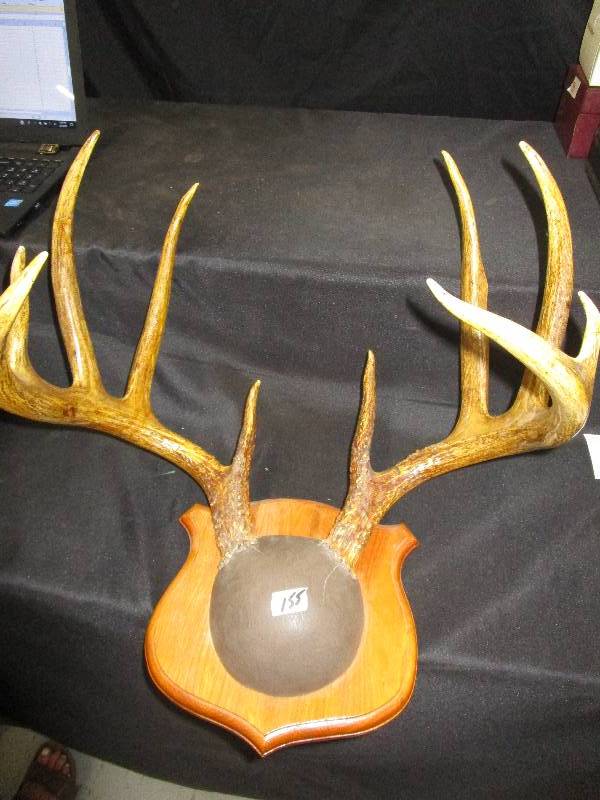 lot 73 image: Mounted Deer Antlers