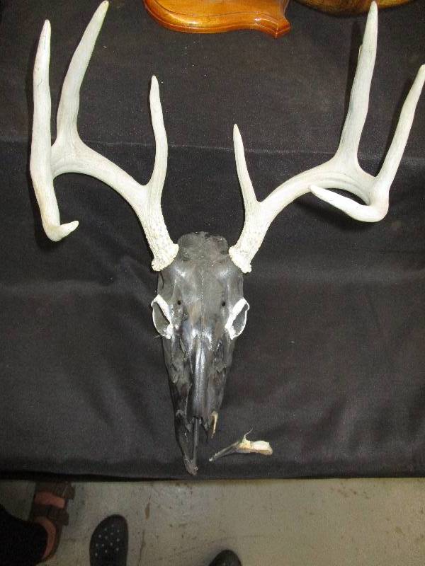 lot 74 image: Deer Skull with Antlers