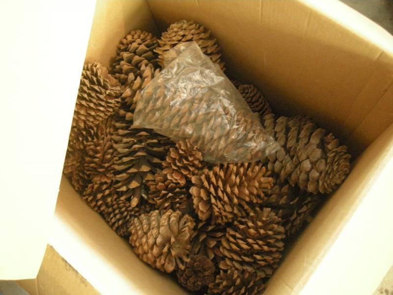 lot 274 image: Group Large Pine Cones