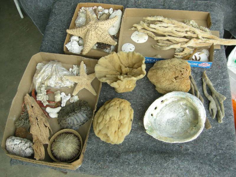 lot 68 image: Sea Shell Collection