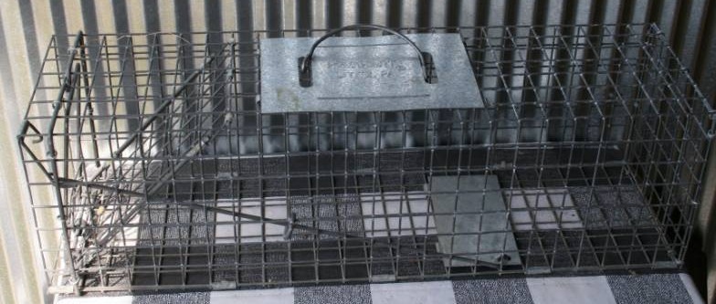lot 56 image: Live Trap